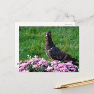 Duif en Mummies Briefkaart