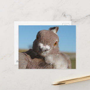Duif genaamd meneer Duif Briefkaart