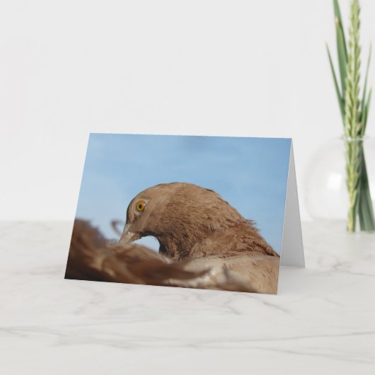 duif kaart (Voorkant)