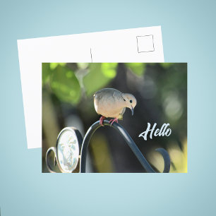 Duif komt even hallo zeggen Foto Briefkaart