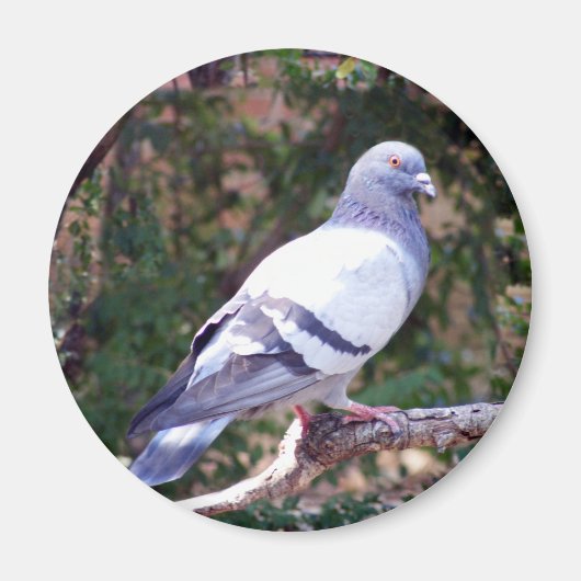  duif magneet (Voorkant)