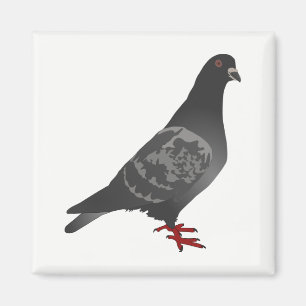 duif magneet