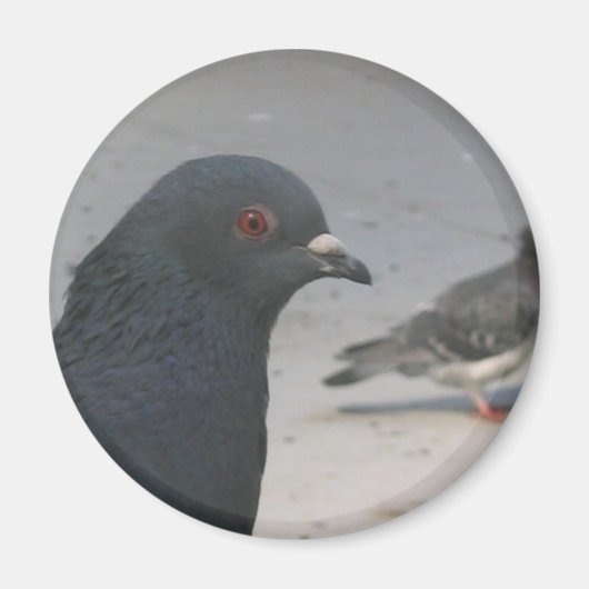 duif magneet (Voorkant)