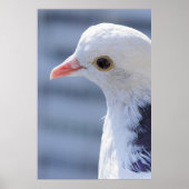 duif poster (Voorkant)