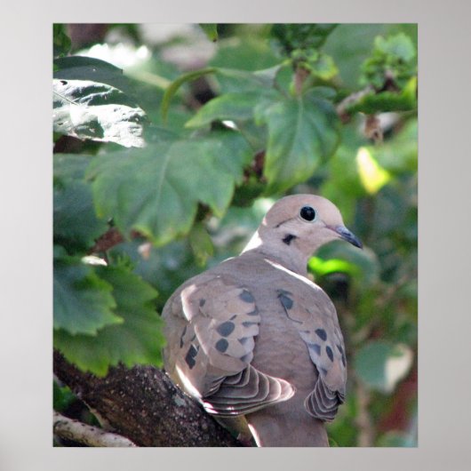 duif poster (Voorkant)