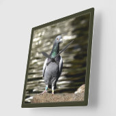 Duif Vierkante Klok (Hoek)