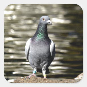 duif vierkante sticker