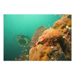 duiker & schorpioenvis Scorpanopsis Foto Afdruk