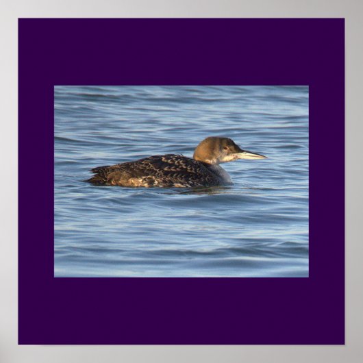Duikervogel Foto Poster (Voorkant)