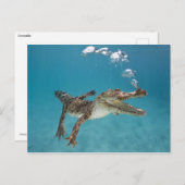 Duikkrokodil Briefkaart (Voorkant / Achterkant)