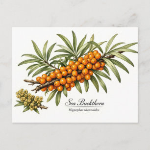 Duindoorntak met bessen Vintage Briefkaart