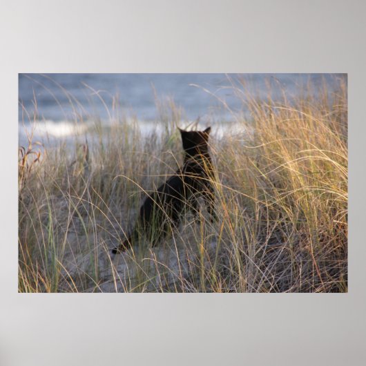 Duinen Kitty Poster (Voorkant)