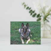 Duits Briefkaart Shepherd (Staand voorkant)