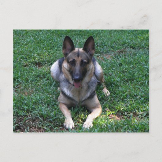 Duits Briefkaart Shepherd (Voorkant)