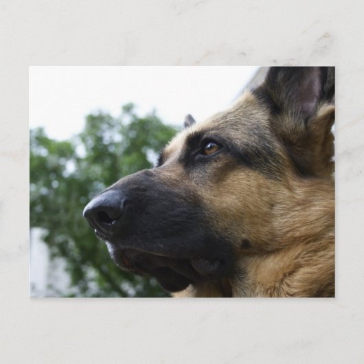 Duits Briefkaart Shepherd (Voorkant)