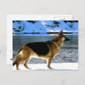 Duits Briefkaart Shepherd (Voorkant / Achterkant)