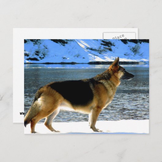 Duits Briefkaart Shepherd (Voorkant / Achterkant)