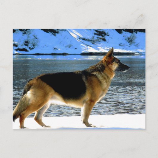 Duits Briefkaart Shepherd (Voorkant)