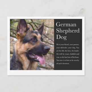 Duits Briefkaart Shepherd