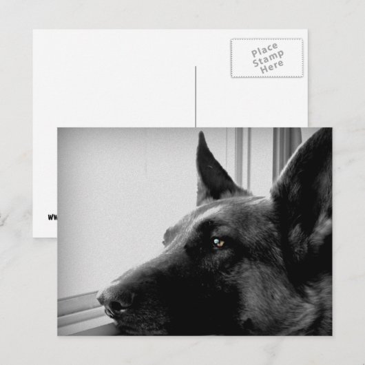 Duits Briefkaart Shepherd (Voorkant / Achterkant)