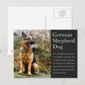 Duits Briefkaart Shepherd (Voorkant / Achterkant)