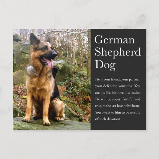 Duits Briefkaart Shepherd (Voorkant)