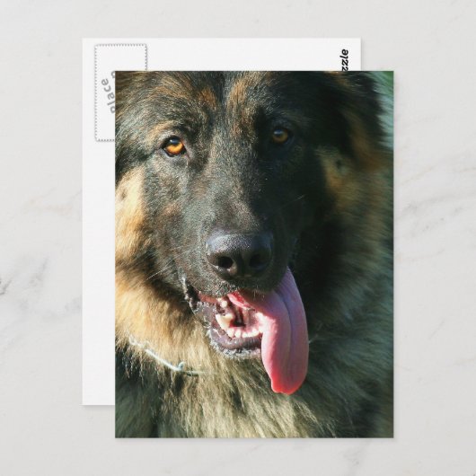 Duits briefkaart Shepherd (Voorkant / Achterkant)