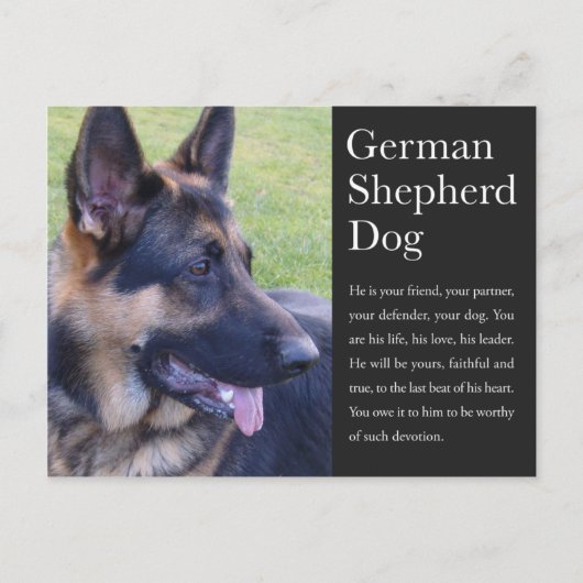 Duits Briefkaart Shepherd (Voorkant)