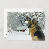 Duits Briefkaart Shepherd (Voorkant / Achterkant)