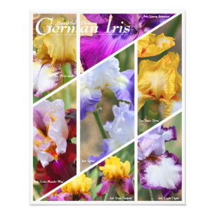 Duits Iris [fotoafdrukken] フ ォ プ ト ン リ ト  Foto Afdruk