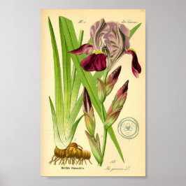 Duits Iris (Iris germanica) Poster