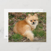 Duits Kleinspitz Dog Briefkaart (Voorkant / Achterkant)