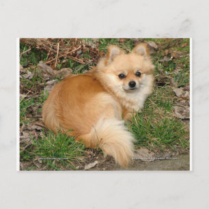 Duits Kleinspitz Dog Briefkaart