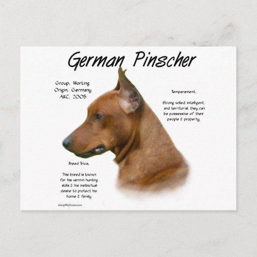 Duits Pinscher Geschiedenis Ontwerp Briefkaart (Voorkant)