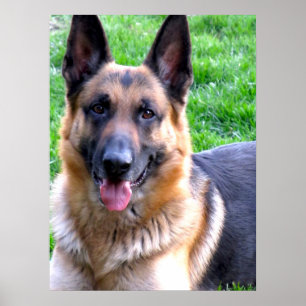 Duits Poster Shepherd