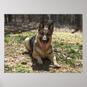 Duits Poster Shepherd