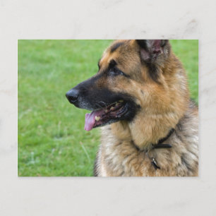 Duits Shepherd Profile Briefkaart
