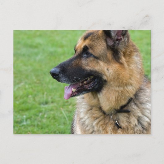 Duits Shepherd Profile Briefkaart (Voorkant)
