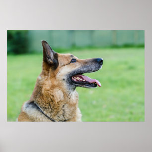 Duits Shepherd Side Portret Poster