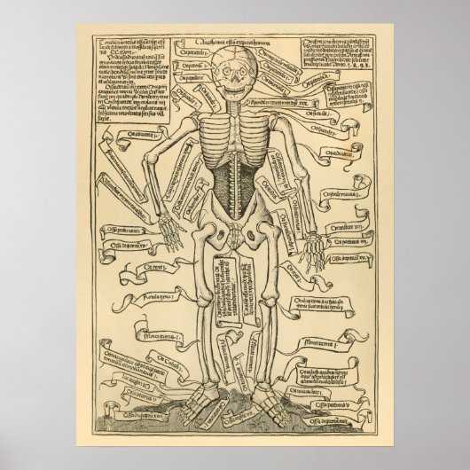  Duitse anatomie Afdruk van Botten Skelet Poster (Voorkant)