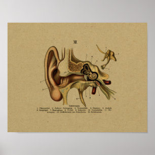  Duitse Anatomie Ear Print