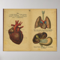  Duitse anatomie Print interne organen