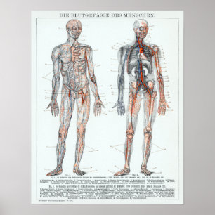 Duitse anatomiegrafiek Poster