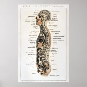  Duitse anatomiegrafiek Poster