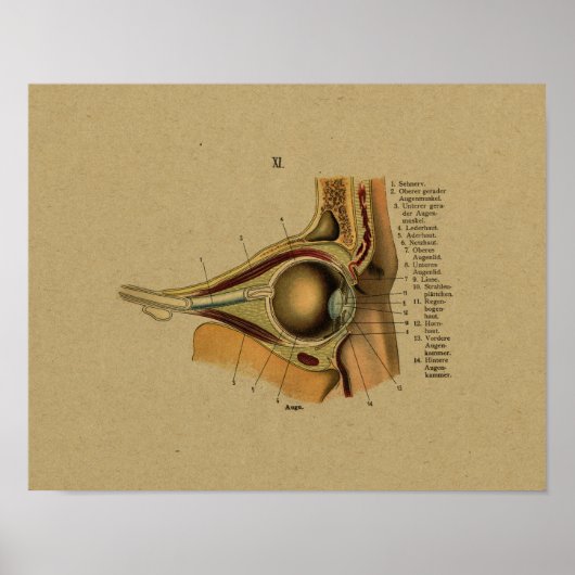  Duitse Anatomy Eye Print (Voorkant)