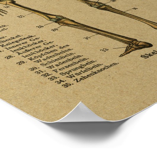 Duitse Anatomy Skeleton Print (Hoek)