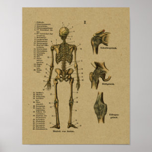 Duitse Anatomy Skeleton Print