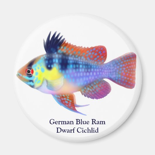 Duitse Blauwe Ram Dwerg Cichlid Magnet Magneet (Voorkant)