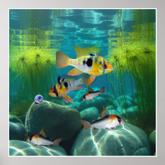 Duitse blauwe rammen Cichliden Corydoras Aquarium Poster