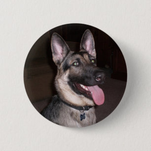 Duitse Button Shepherd